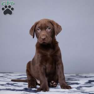 Rover, Chocolate Labrador Retriever Puppy